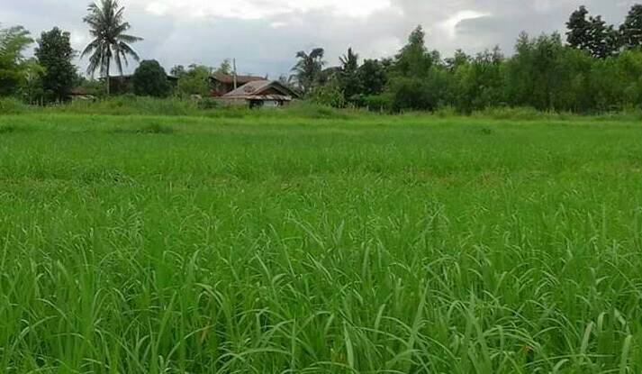 ที่ดินทำเลดี บ้านแดงน้อย ต.บ้านทุ่ม อ.เมือง จ.ขอนแก่นขนาด 3 ไร่ อยู่หลังหมู่บ้านสิริเพลส ขอนแก่น ราคา 6 ล้านบาท