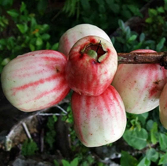 ต้นชมพู่สาแหรก เพาะเมล็ด สูง 15-30 ซ.ม.