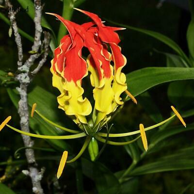 หัวต้นดองดึง (Flame lily / Climbing lily) คละ / หัว