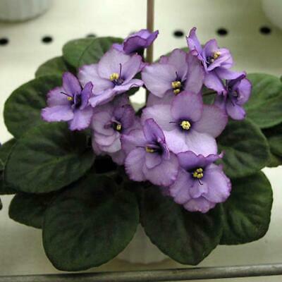 แอฟริกันไวโอเล็ต (African Violet) คละ / 100 เม็ด
