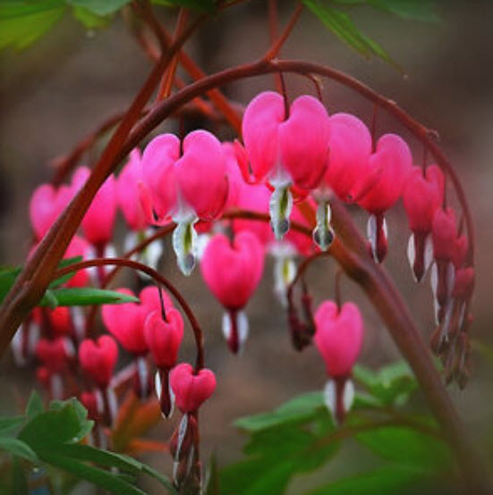 หทัยหยาดทิพย์ (Bleeding Heart) สีแดง / 10 เม็ด