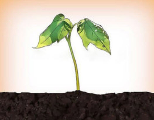 ซากูระญี่ปุ่น บอนไซ (Japanese Cherry Blossom) สีชมพูเข้ม / 5 เม็ด