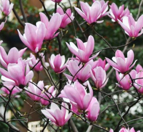 ต้นแมกโนเลีย เจน (Magnolia Jane) ดอกสีชมพูเข้มแกมแดง สูง 50-70 ซ.ม.