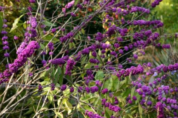 บิวตี้เบอรี่ (Beautyberry) สีม่วง / 25 เม็ด (Hungary)