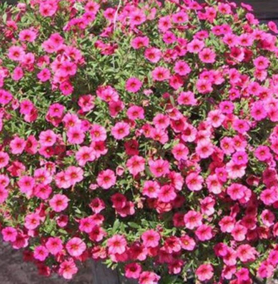คาลิบราโคว์ คาบลูม (Calibrachoa - Kabloom) คละ / 200 เม็ด