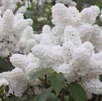 ไลแลค ญี่ปุ่น (Japanese Lilac) สีขาว / 30 เม็ด (นอก)