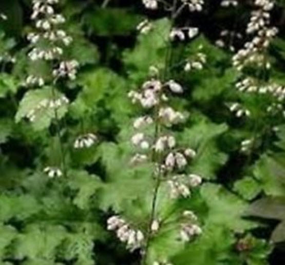 ฮิวเชร่า อเมริกาน่า (Heuchera Americana) คละ / 25 เม็ด (USA)