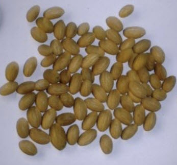 มะกอกโอลีฟ (Olive Oil / Olea europaea) / 10 เม็ด (UK)*