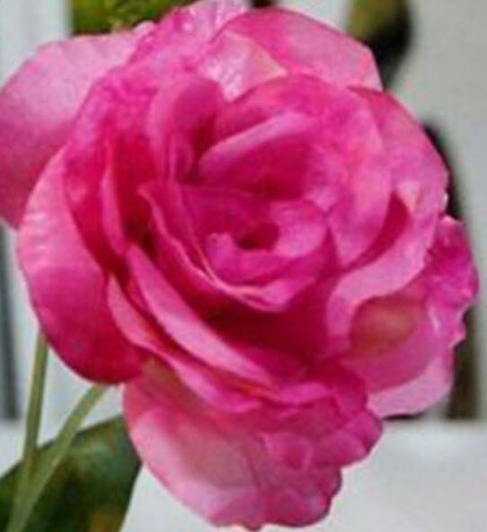 ไลซิแอนทัส (Lisianthus) สีกุหลาบ / 50 เม็ด