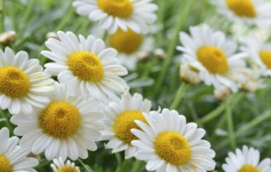 โรมัน คาโมมายล์ (Roman Chamomile) / 1,000 เม็ด (Belgium)