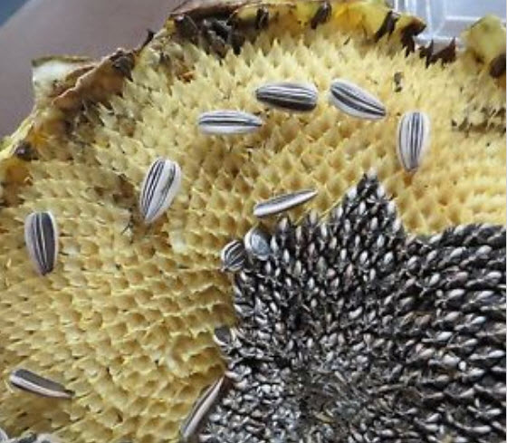 ทานตะวันยักษ์มองโกเลีย / 10 เม็ด (UK)