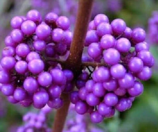 อเมริกัน บิวตี้เบอรี่ (American Beautyberry) สีม่วง / 20 เม็ด (USA)