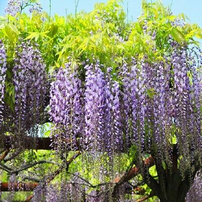 วิสทีเรียต้น (Wisteria tree) สีม่วง / 10 เม็ด