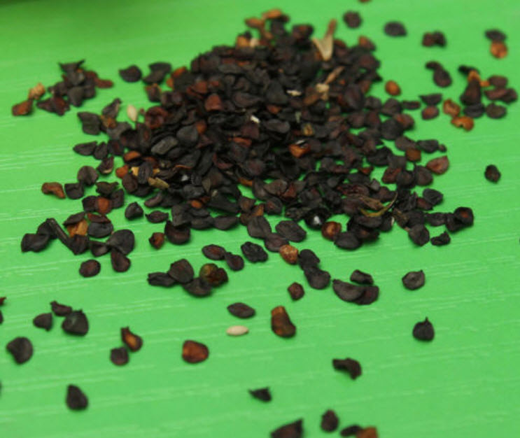 คาร์เนชั่น สีม่วง (magenta) / 175 เม็ด