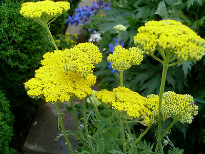 อชิเลีย (Achillea) เหลือง ดอกใหญ่ / 150 เม็ด (Ukraine)