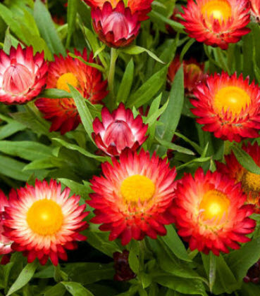 ดอกกระดาษ หรือสตรอ ฟลาวเวอร์ (Straw flower - Scarlet Red) / 900 เม็ด (UK)*