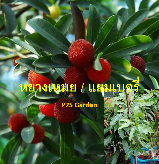 ต้นหยางเหมย/เอี่ยบ๊วย/เบย์เบอรี่แดง/ยัมเบอรี่ สูง 50-70 ซ.ม. (China)
