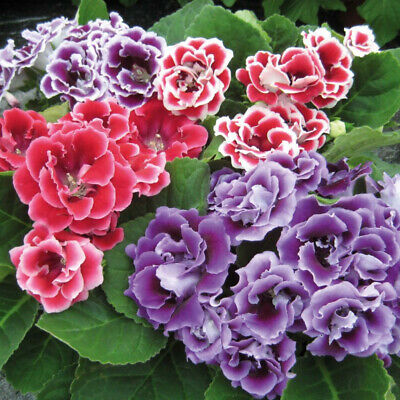 แอฟริกัน ไวโอเล็ท ชุด 4 สียอดนิยม / 400 เม็ด