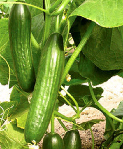 แตงกวาหวานอังกฤษ เบ็ธ แอลฟ่า (Cucumber - Beth Alpha) / 45 เม็ด (UK)