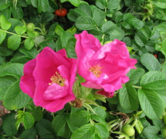 กุหลาบญี่ปุ่น (Rugosa Rose) / 20 เม็ด (Russia)