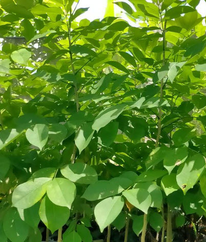 ต้นคูนม่วงแคระ คูนดอกสีม่วง ม่วงระย้า ดอกหอม สูง 60-80 ซ.ม.