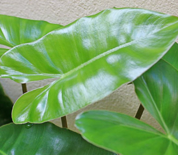 ฟิโลเดนดรอน (Philodendron imbe) / 10 เม็ด (Australia)