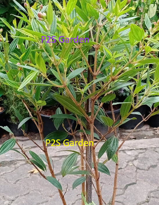 ต้นม่วงมงคล หรือโคลงเคลง กระถาง 10 นิ้ว สูง 70-90 ซ.ม. / ต้น