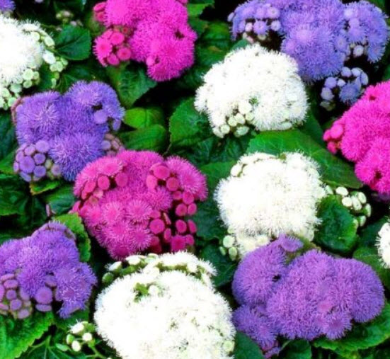 อะเจอราตุ้ม (Ageratum) คละ / 2,400 เม็ด (UK)
