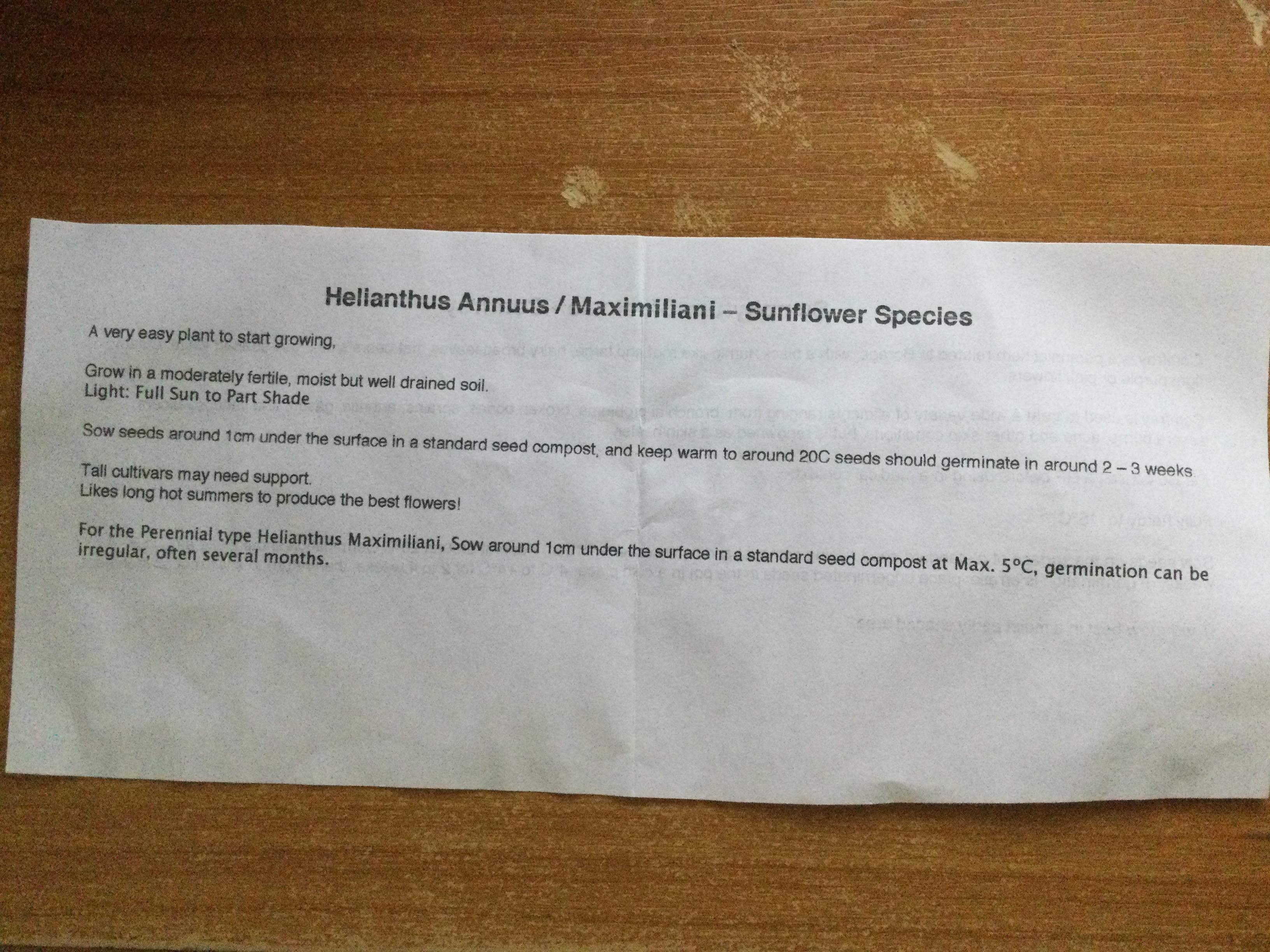 ทานตะวันแม็กซิมิเลียน (Maximilian Sunflower) / 100 เม็ด (UK)