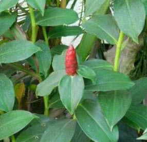 ต้นเอื้องหมายนา ดอกแดง กระถาง 8 นิ้ว (ชุด 2 ต้น)