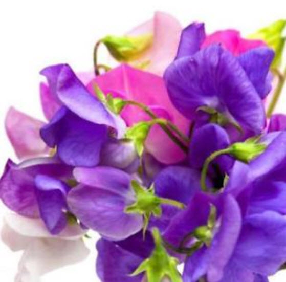 สวีทพี แมมมอธ (Sweet Pea Mammoth) คละ / 100 เม็ด