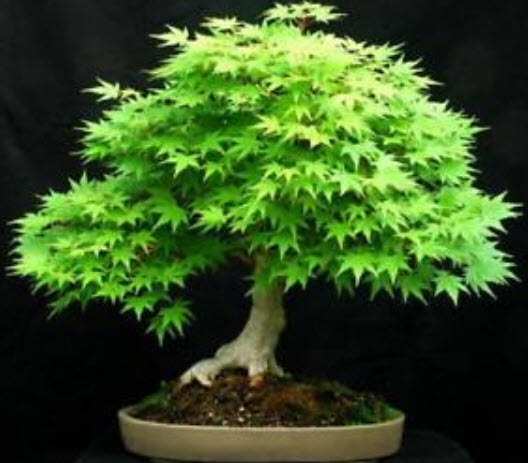 เมเปิ้ลญี่ปุ่น (Japanese Maple) สีเขียว / 30 เม็ด
