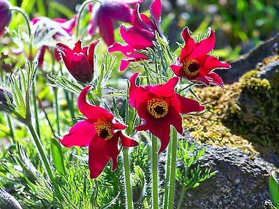 พาสคิว ฟลาวเวอร์ แดง (Pasque flower Red) / 70 เม็ด (UK)