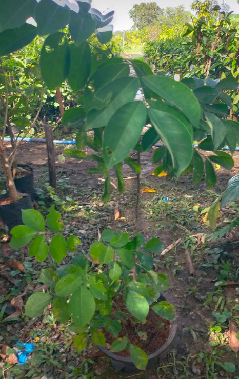 ต้นคูนม่วงแคระ คูนสีม่วง ม่วงระย้า ดอกสีม่วงเข้ม หอมมาก 80-120 ซ.ม.