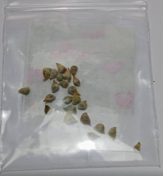 อโดนิส (Adonis) สีแดง / 450 เม็ด (UK)