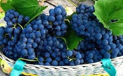 องุ่น บลู โกลบ (Blue Globe Grape) / 5 เม็ด (Czech Republic)