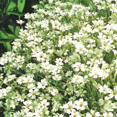 สโนว์ อิน ซัมเมอร์ (Snow-in-summer) / 500 เม็ด (UK)