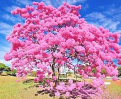 ศรีตรัง (Jacaranda mimosifolia) สีชมพู / 5 เม็ด (Brazil)