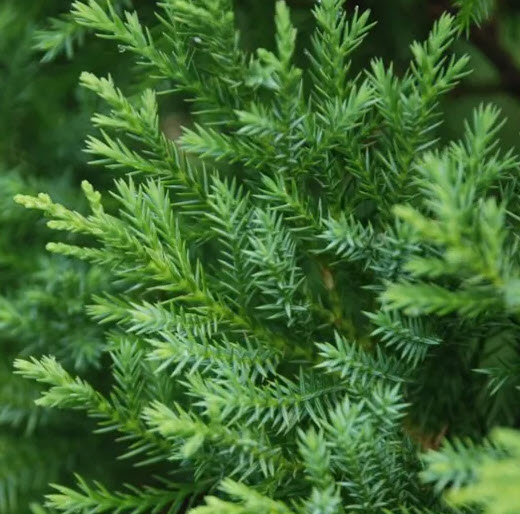 สนแซมทอง (Chinese Juniper) หรือสนพลุทอง กระถาง 10 นิ้ว