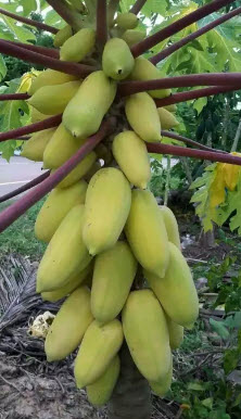 มะละกอ เหลืองกระบี่ / 10 เม็ด (P2S)