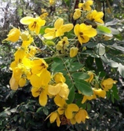 ทรงบาดาล / ขี้เหล็กหวาน (Kalamona) / 25 เม็ด (P2S)