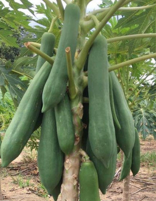 มะละกอแขกดำ ต้นเตี้ย / 100 เม็ด (ไทย)