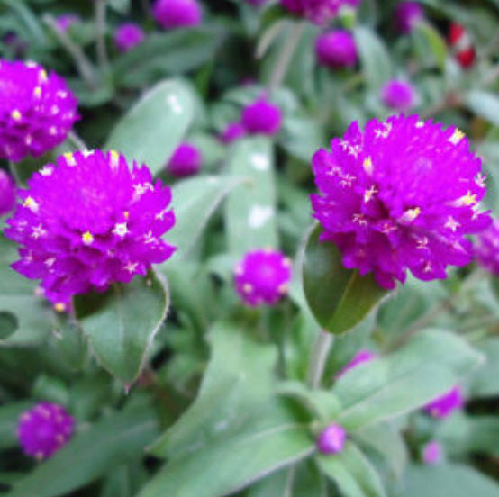 บานไม่รู้โรย (Globe Amaranth) / 50 เม็ด (นอก)