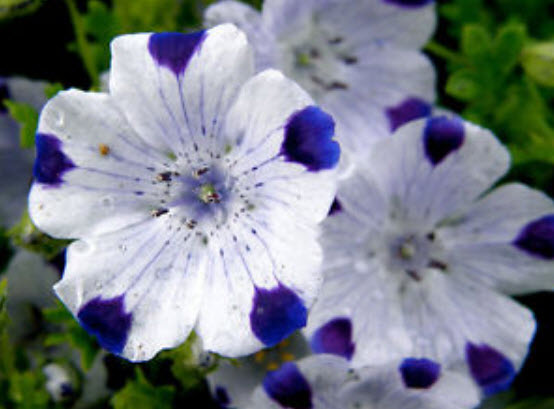 เนโมฟีลา - ไฟฟ์สป็อท (Nemophila - Fivespots) / 100 เม็ด (UK)