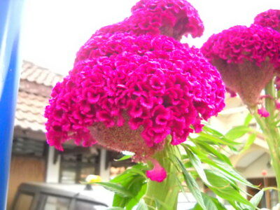 หงอนไก่ (Cockscomb) สีชมพู / 15 เม็ด (USA)