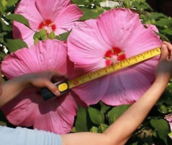 ชบาดอกยักษ์ (Giant Hibiscus) คละสี / 100 เม็ด (นอก)