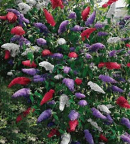 ราชาวดี (Butterfly Bush / Buddleia) คละ / 25 เม็ด