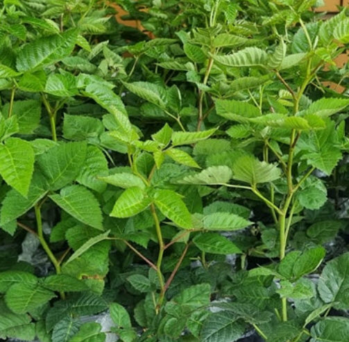 ต้นกล้า แบล๊คเบอรี่ (Blackberry) พันธุ์ไร้หนาม / ต้น
