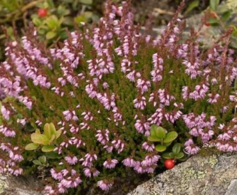 สนคัลลูน่า หรือเฮเธอร์ (Calluna vulgaris / Heather) สีม่วง / 800 เม็ด (Spain)