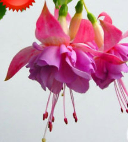 บีโกเนีย ฟิวเซีย (Begonia Fuchsia) / 25 เม็ด